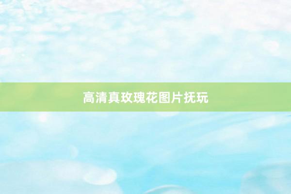 高清真玫瑰花图片抚玩